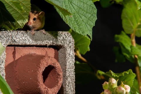 Hazel vole, Hazel dormouse, Muscardinus avellanarius, rodents, rodentia, bilche, dormice, dormouse,