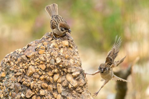 Tree Sparrow, Passer Montanus, Sparrow, Tree Sparrow, Birds, Passeri, Songbirds, Sparrow, Sparrow,