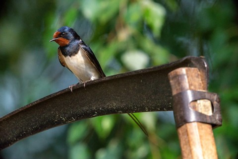 Hirundo rustica, barn swallow, birds, passeri, swallows, scythe, songbirds, songbirds, birds