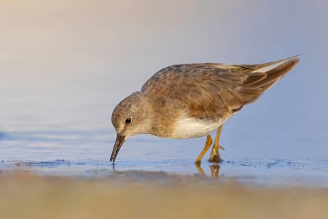Temminck's Sandpiper, (Calidris temminckii), Animals. birds, limicoles, biotope, habitat, foraging,