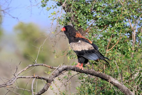 Jester (Terathopius ecaudatus), adult, perched on a tree, with nesting material, alert, Kruger
