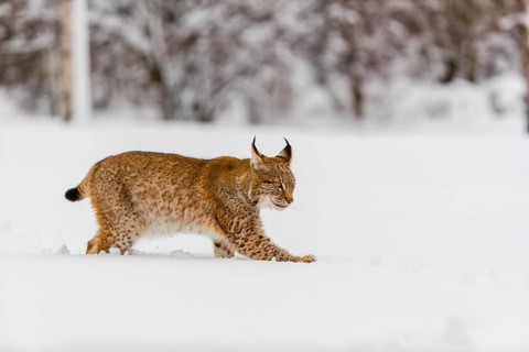 One young male Eurasian lynx, (Lynx lynx), walking over a deep snow covered meadow with a forest in
