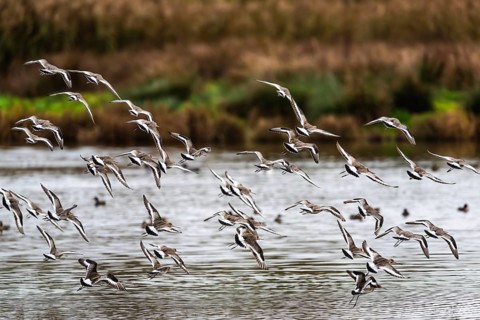 Black-tailed Godwits, Limosa limosa, birds in flight over marshes, Devon, England, United Kingdom