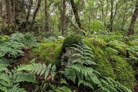Spiny fern (Dryopteris carthusiana) in the forest, Emsland, Lower Saxony, Germany