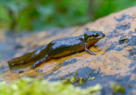 Lissotriton vulgaris, smooth newt, triturus vulgaris, amphibians, amphibians, country traditional