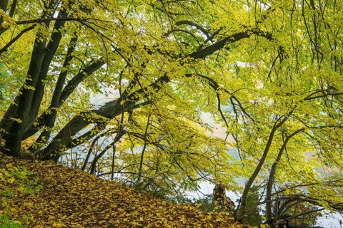 Autumn on the banks of Schmale Luzin, lake in Mecklenburg-Western Pomerania, Feldberg Lake