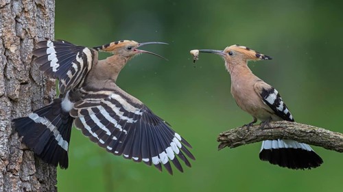 Hoopoe (Upupa epops) – Bird of the Year 2022, Male bringing food to the female, courtship gift,