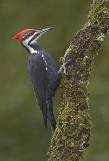 Pileated Woodpecker (Dryocopus pileatus), British Columbia, Canada