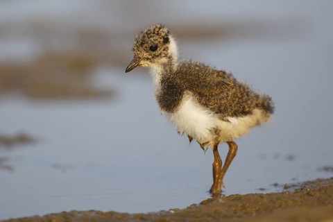 Northern Lapwing (Vanellus vanellus) juvenile, North Rhine-Westphalia, Germany