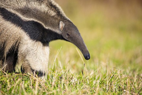 Giant anteater (Myrmecophaga tridactyla) Pantanal Brazil