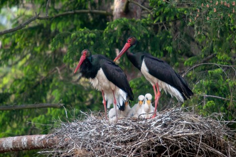 Black stork, ciconia nigra, black stork, birds, breed, brood, ciconiiformes, nest, walking birds,