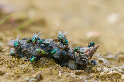 Calliphoridae, goldfly, Lucilia spec., blowflies, carrion, diptera, insects, carcass, shrew, dead,