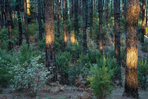 The pine forest at Área Recreativa El Pilar in the morning light. Individual trees in sunlight. La