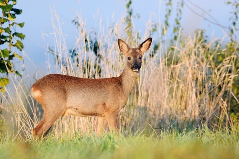 European roe deer (Capreolus capreolus), doe in autumn, North Rhine-Westphalia, Germany
