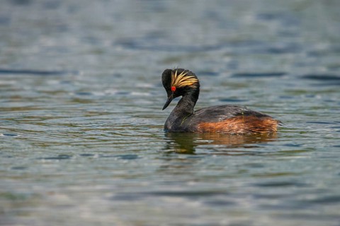 Black-necked grebe, podiceps nigricollis, black-necked grebes, grebes, podicipedidae, divers,