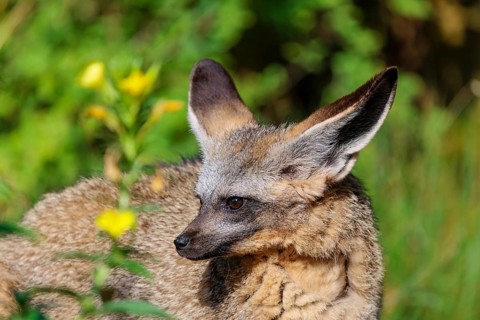 Portrait of a Bat-eared fox (Otocyon megalotis) on a sunny day. Sudan, Ethiopia, Somalia, Uganda,