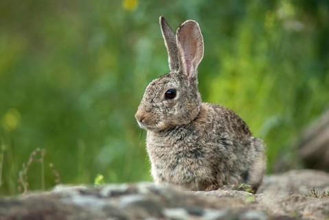 European rabbit, hare-like, rabbit, oryctolagus cuniculus, wild rabbit, Extremadura, mammals,