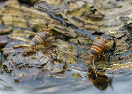 Ant crickets, common ant cricket, myrmecophila acervorum, crickets, grasshoppers, insects, insects