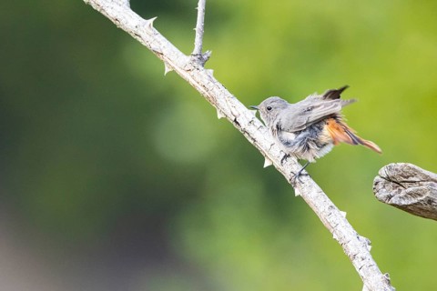 Black redstart (Phoenicurus ochruros) Germany