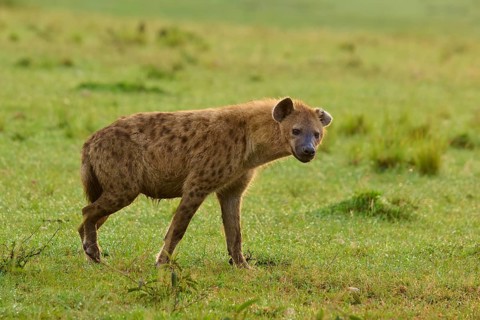 A hyena stands in a green field and looks towards the camera, spotted hyena (Crocuta crocuta),