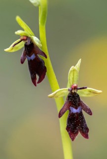 Fly ragwort, ophrys insectifera, orchidaceae, orchids, orchid, flora, fly orchid, high size,