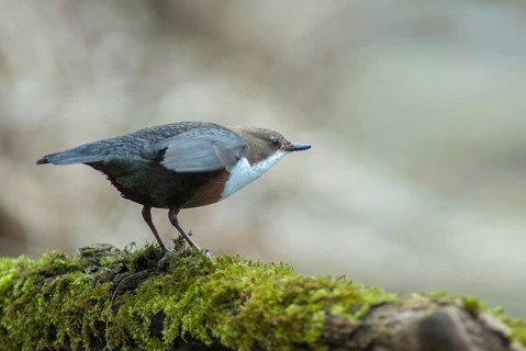 Cinclus cinclus, dippers, dippers, courtship behavior, birds, courtship display, female, passeri,
