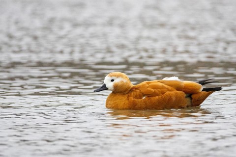 Ruddy shelduck (Tadorna ferruginea) Germany