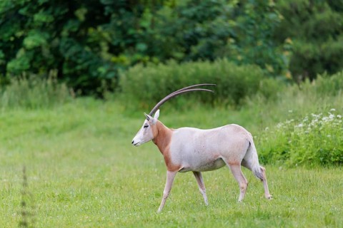 A Scimitar Oryx (Oryx dammah) runs across a green meadow on a cloudy day. Extinct in the wild.