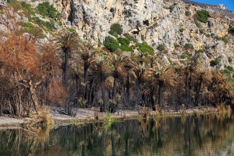 Burnt palm trees on the banks of a calm body of water against a rocky backdrop, forest fire, fire,