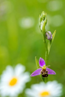 Bee ragwort, ophrys apifera, orchidaceae, orchids, orchid, bee orchid, flora, high size, vertical