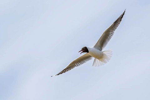 Black-headed Gull, Chroicocephalus ridibundus, bird in flight, England, United Kingdom