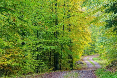 Beech forest in the Heilige Hallen nature reserve in Mecklenburg-Vorpommern, Lüttenhagen,