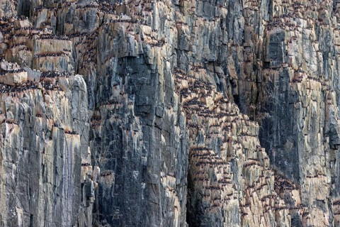 Breeding colony of thick-billed murres, Brünnich's guillemots (Uria lomvia) nesting in sea cliff