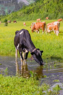 Holstein Friesian cattle stand on a green meadow at a puddle and drink. A reflection of the cows