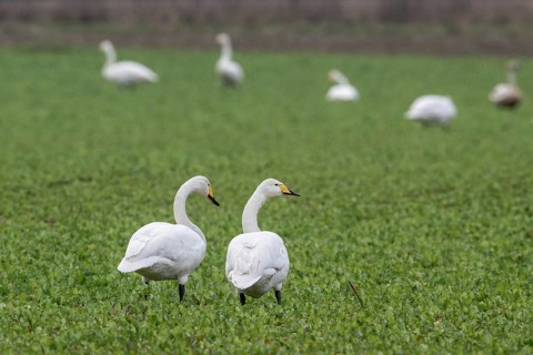 Whooper swans (Cygnus cygnus), Emsland, Lower Saxony, Germany