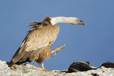 Griffon Vulture (Gyps fulvus), Mallorca, Spain