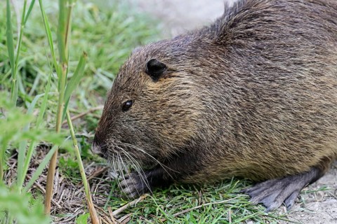 Nutria (Myocastor coypus), grazing by the side of the path, Camargue, southern France, France