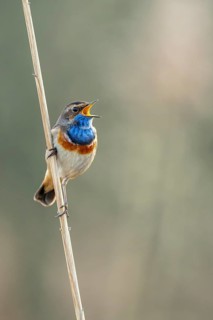 Courting bluethroat Luscinia svecica cyanecula) on his singwarte, Dümmer, Lembruch, Lower Saxony,