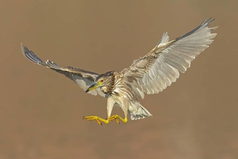 Nachtreiher, Black-crowned Night Heron, Night Heron, Black-crowned Night-Heron, Nycticorax