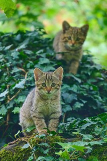 Two kittens are hiding in the ivy of a dense forest, young European wildcat (Felis silvestris),
