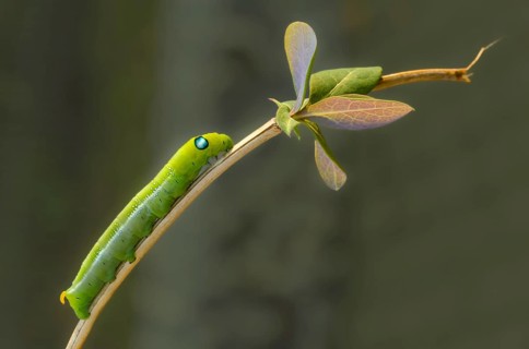 Army green moth, daphnis nerii, oleander hawk-moth, oleander swarmers, inchworm, insects, moths,