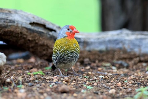 Colourful Astrild (Pytilia melba), adult, male, alert, on the ground, Kruger National Park, South