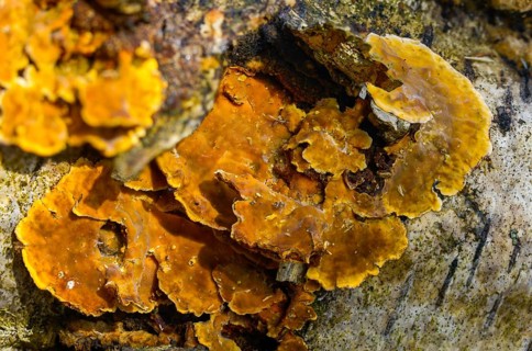 Auricularia Reflexa, Corticium reisneri, stratified mushroom, stereum hirsutum, stereum leoninum,