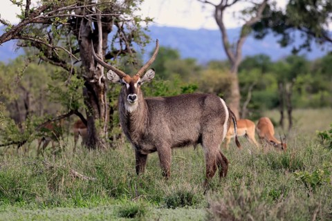 Elliptical waterbuck (Kobus ellipsiprymnus), adult, male, standing, alert, Kruger National Park,