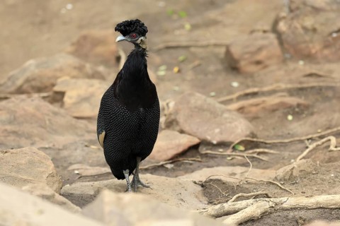 Ruffed Guinea Fowl (Guttera pucherani), adult, on the ground, alert, foraging, Kruger, Kruger