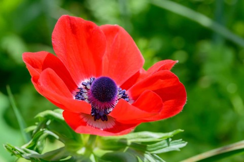 Common poppy, (Papaver rhoeas), Vancouver, British Columbia, Canada