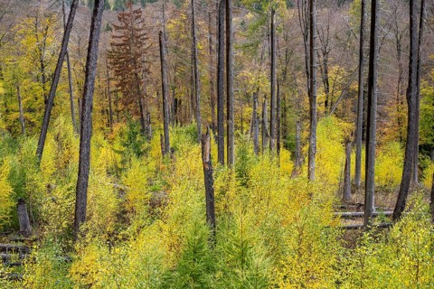 Autumn forest in the Ilsetal in the Harz Mountains, Ilsenburg, Saxony-Anhalt, Germany