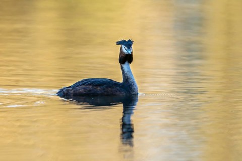 Great Crested Grebe (Podiceps Scalloped ribbonfish), Vulkaneifel, Rhineland-Palatinate, Germany