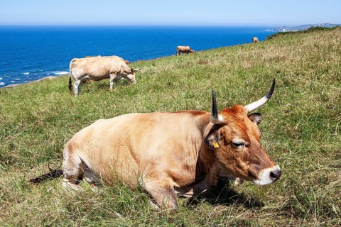 A herd of cows native of Pas graze on the slopes of San Vicente trail near Linera point in San