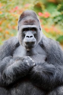 Western lowland gorilla (Gorilla gorilla gorilla), male, silverback, in captivity, found in Africa
